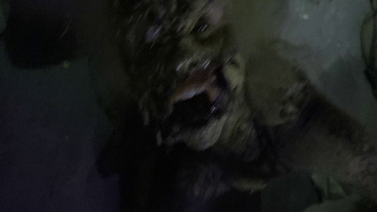 11. Download full pics of Female spider from horrorporn.com