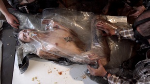 7. Download full pics of Vacuum Bed Insulation from perversefamily.com