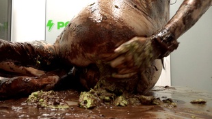 10. Download full pics of La rosa anal de Eden Ivy from powerfetish.com