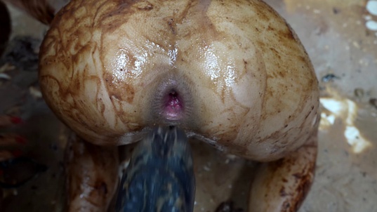 6. Download full pics of Veronica Leal Latina Prolapse from powerfetish.com