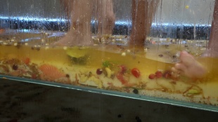 4. Download full pics of Succhiacazzi avido from powerfetish.com